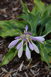 Shadowland Waterslide Hosta (Hosta 'Waterslide') at Mainescape Nursery