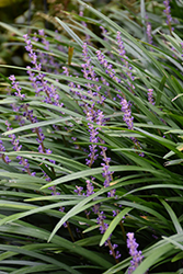 Big Blue Lily Turf (Liriope muscari 'Big Blue') at Lakeshore Garden Centres