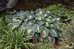 Rhino Hide Hosta (Hosta 'Rhino Hide') at Lakeshore Garden Centres
