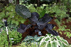 Distant Memory Elephant Ear (Colocasia 'Distant Memory') at Lakeshore Garden Centres