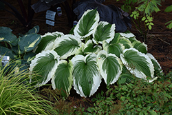 Bridal Falls Hosta (Hosta 'Bridal Falls') at A Very Successful Garden Center