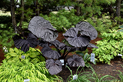 Black Swan Elephant Ear (Colocasia 'Black Swan') at Lakeshore Garden Centres