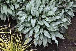 Majeste Lungwort (Pulmonaria 'Majeste') at Lakeshore Garden Centres