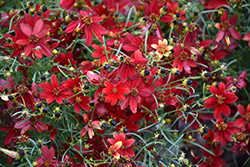 Sizzle And Spice Hot Paprika Tickseed (Coreopsis verticillata 'Hot Paprika') at Peter Knippel Garden Centre