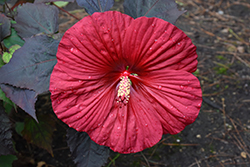 Summerific Holy Grail Hibiscus (Hibiscus 'Holy Grail') at Peter Knippel Garden Centre