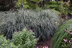 Blue Fountain Switch Grass (Panicum virgatum 'Blue Fountain') at Lakeshore Garden Centres