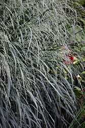 Blue Fountain Switch Grass (Panicum virgatum 'Blue Fountain') at Lakeshore Garden Centres