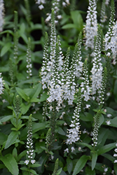 White Wands Speedwell (Veronica 'White Wands') at Golden Acre Home & Garden