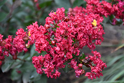 Barista Lava Java Crapemyrtle (Lagerstroemia 'Lava Java') at Lakeshore Garden Centres