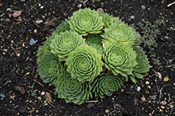 Limelight Hens And Chicks (Sempervivum calcareum 'Limelight') at Lakeshore Garden Centres