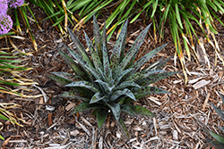 Pineapple Express Mangave (Mangave 'Pineapple Express') at Lakeshore Garden Centres