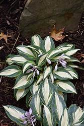 High Society Hosta (Hosta 'High Society') at Lakeshore Garden Centres