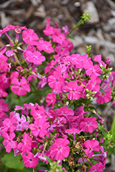 Kung Fuchsia Garden Phlox (Phlox 'Kung Fuchsia') at Lakeshore Garden Centres