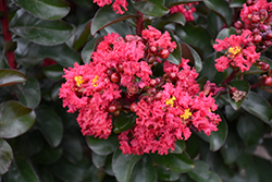 Cherry Mocha Crapemyrtle (Lagerstroemia 'Cherry Mocha') at Lakeshore Garden Centres