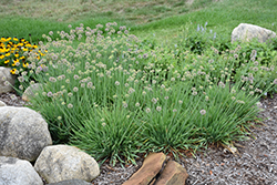 Medusa Ornamental Onion (Allium 'Medusa') at Peter Knippel Garden Centre