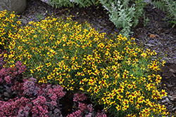 Sizzle And Spice Curry Up Tickseed (Coreopsis verticillata 'Curry Up') at Peter Knippel Garden Centre
