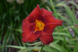 Sun Dried Tomatoes Daylily (Hemerocallis 'Sun Dried Tomatoes') at Golden Acre Home & Garden