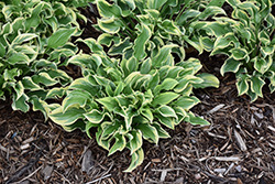 Wrinkle in Time Hosta (Hosta 'Wrinkle in Time') at Peter Knippel Garden Centre