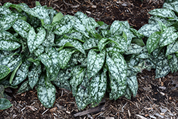 Pretty In Pink Lungwort (Pulmonaria 'Pretty In Pink') at Peter Knippel Garden Centre