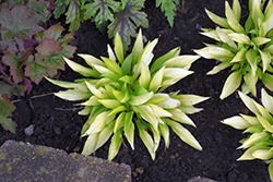 Munchkin Fire Hosta (Hosta 'Munchkin Fire') at Peter Knippel Garden Centre