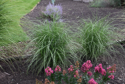Autumn Anthem Maiden Grass (Miscanthus sinensis 'Autumn Anthem') at Lakeshore Garden Centres