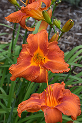 Fire King Daylily (Hemerocallis 'Fire King') at Lakeshore Garden Centres