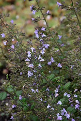 Marvelette Blue Dwarf Calamint (Calamintha nepeta 'Marvelette Blue') at Peter Knippel Garden Centre