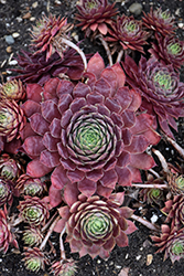 Peggy Hens And Chicks (Sempervivum 'Peggy') at Lakeshore Garden Centres