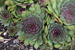 Black Hens And Chicks (Sempervivum 'Black') at Lakeshore Garden Centres