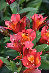 Inca Joli Alstroemeria (Alstroemeria 'Koncajoli') at Lakeshore Garden Centres