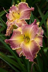 Judy Judy Daylily (Hemerocallis 'Judy Judy') at Lakeshore Garden Centres