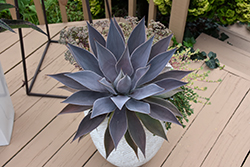 Lavender Lady Mangave (Mangave 'Lavender Lady') at Lakeshore Garden Centres