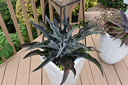 Falling Waters Mangave (Mangave 'Falling Waters') at Lakeshore Garden Centres