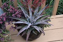 Freckles And Speckles Mangave (Mangave 'Freckles And Speckles') at Lakeshore Garden Centres