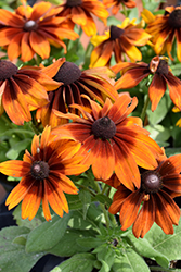 Autumn Colors Coneflower (Rudbeckia hirta 'Autumn Colors') at Lakeshore Garden Centres