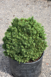 Elf Alberta Spruce (Picea glauca 'Elf') at Lakeshore Garden Centres