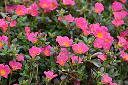 Pazzaz Pink Glow Portulaca (Portulaca oleracea 'Pazzaz Pink Glow') at Lakeshore Garden Centres