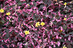 Plum Crazy Volcanic Sorrel (Oxalis vulcanicola 'Plum Crazy') at Lakeshore Garden Centres