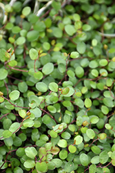 Creeping Wire Vine (Muehlenbeckia axillaris) at Lakeshore Garden Centres
