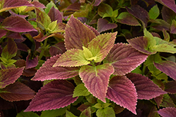 Alabama Sunset Coleus (Solenostemon scutellarioides 'Alabama Sunset') at Lakeshore Garden Centres