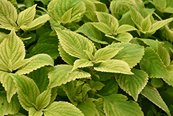 Stained Glassworks Big Blonde Coleus (Solenostemon scutellarioides 'Big Blonde') at Lakeshore Garden Centres