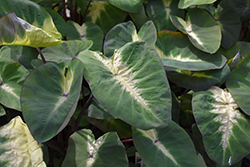 Royal Hawaiian Tropical Storm Elephant Ear (Colocasia esculenta 'Tropical Storm') at Lakeshore Garden Centres