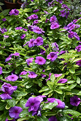 Jams 'N Jellies Blueberry Vinca (Catharanthus roseus 'PAS1038424') at Lakeshore Garden Centres