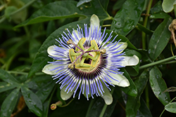 Blue Bahama Passion Flower (Passiflora caerulea 'Blue Bahama') at Lakeshore Garden Centres