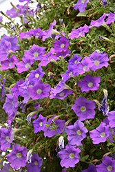 Surfinia Trailing Sky Blue Petunia (Petunia 'Surfinia Trailing Sky Blue') at Lakeshore Garden Centres