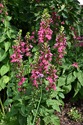 Monet Moment Lobelia (Lobelia 'Monet Moment') at Lakeshore Garden Centres