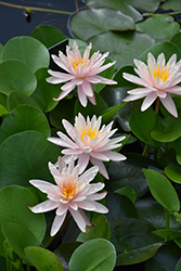 Starbright Hardy Water Lily (Nymphaea 'Starbright') at Lakeshore Garden Centres