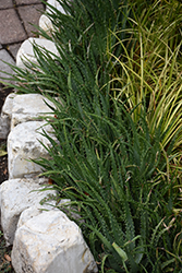 Hedgehog Aloe (Aloe humilis 'Hedgehog') at Lakeshore Garden Centres