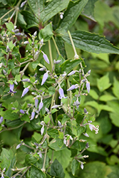 Japanese Clematis (Clematis stans) at Lakeshore Garden Centres