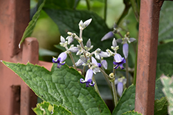 Japanese Clematis (Clematis stans) at Lakeshore Garden Centres